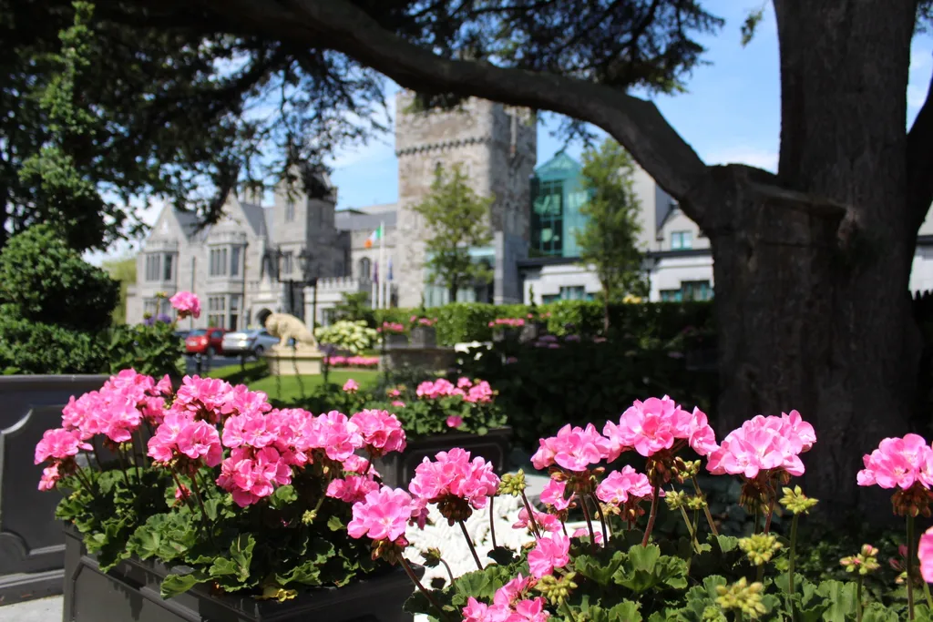 Pink geraniums and a tree framing the castle gardens