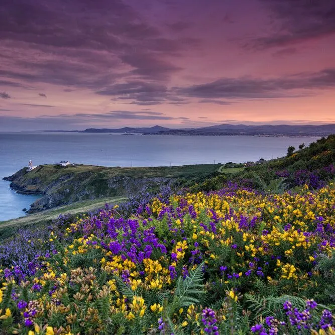 Howth lighthouse above a cliff covered in purple and yellow flowers